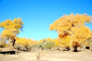 沙漠的生命之魂  金秋金色白杨林